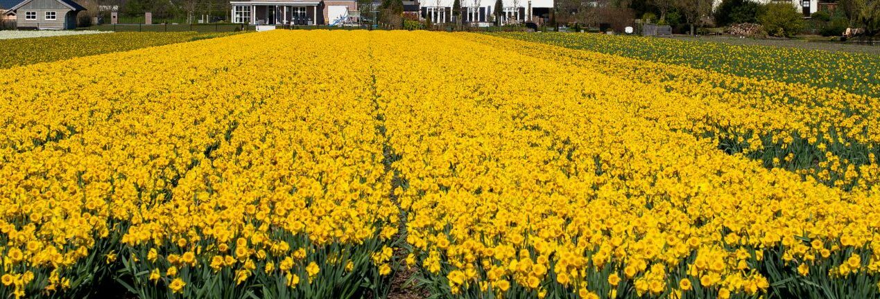 studera utomlands i nederländerna, tulpaner, odlingar, blommor, gult,