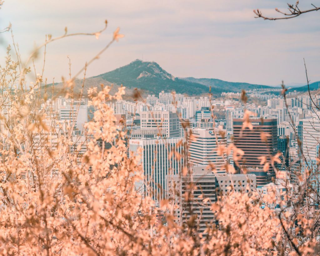 Körsbärsträd i Seoul