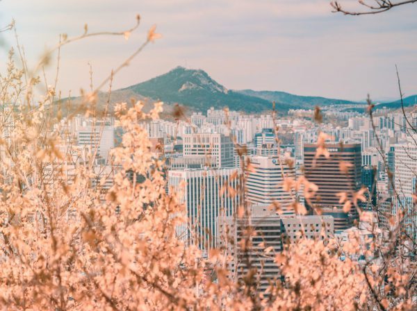 Körsbärsträd i Seoul