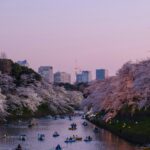 sakura i Japan